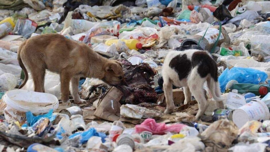 Ξάνθη: Εκατοντάδες φοβισμένα και υποσιτισμένα σκυλιά ζουν στη χωματερή – Αποκαρδιωτικές εικόνες
