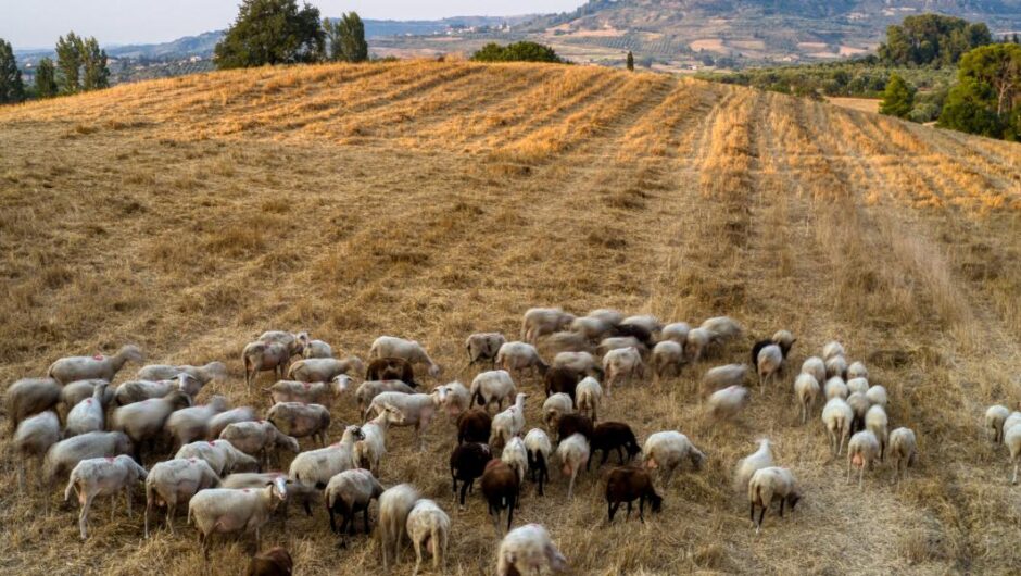 Κτηνοτροφία – Γαλακτοκομία / Τα «κοράκια» των fund περιμένουν τον στραγγαλισμό των παραγωγών