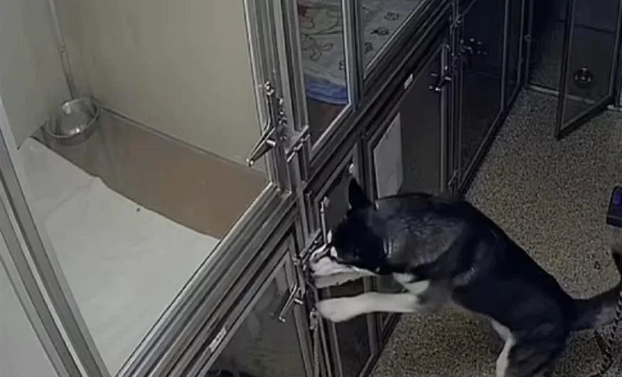 Απίστευτο βίντεο: Χάσκι το έσκασε από το κλουβί του και προσπάθησε να απελευθερώσει και τους άλλους σκύλους