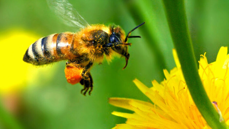 Ερευνα: Πού πήγε όλο το μέλι; Γιατί έχει μειωθεί η παραγωγή του