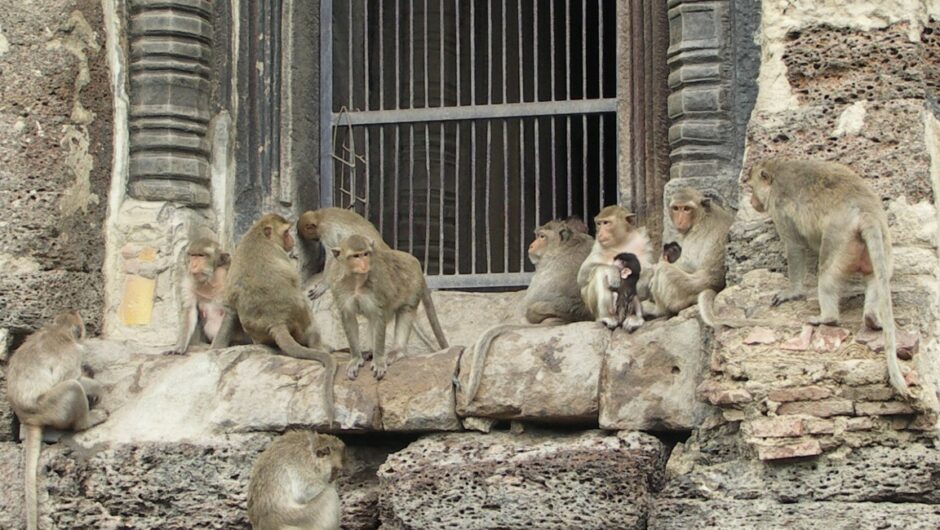Ταϊλάνδη: Χιλιάδες πεινασμένες μαϊμούδες κατέλαβαν το κέντρο – Τράπηκαν σε φυγή ντόπιοι και τουρίστες