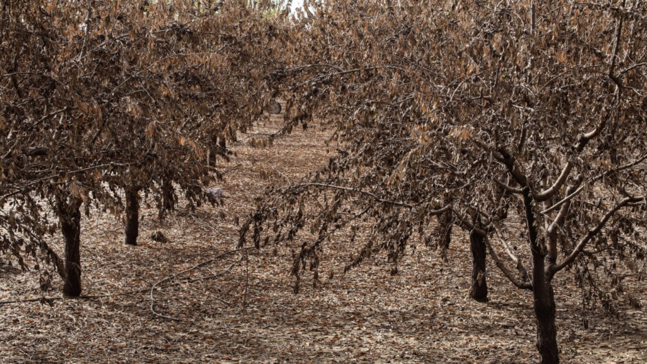 SOS για εγκατάλειψη δεντροκαλλιεργειών και κτηνοτροφίας στη Θεσσαλία – 18 μήνες η μέση διάρκεια «ζωής» ενός υπουργού Γεωργίας στην Ελλάδα