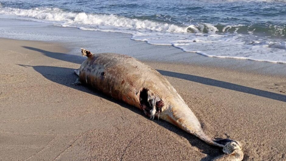 Θλιβερή εικόνα με νεκρό δελφίνι στα παράλια της Λάρισας (φωτο)