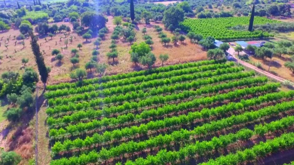 Αυτή είναι η σούπερ τροφή που από περιοχή της Λάρισας ταξιδεύει σε όλο τον κόσμο (φωτό)