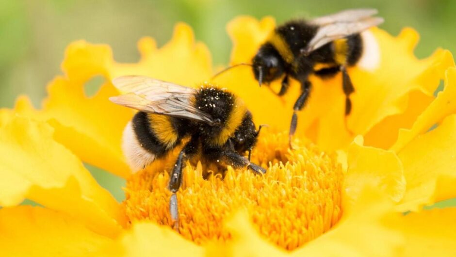 Περιφέρεια Θεσσαλίας: Προστασία των μελισσών από χημικούς ψεκασμούς
