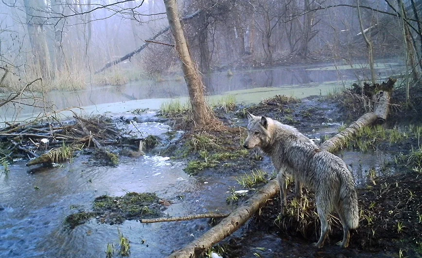Οι μεταλλαγμένοι λύκοι που περιφέρονται στη ζώνη αποκλεισμού του Τσερνόμπιλ «έχουν αναπτύξει ικανότητες ανθεκτικότητας στον καρκίνο»