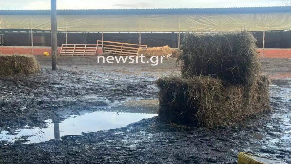 Κατερίνη: Κραυγή απόγνωσης από κτηνοτρόφο που έχασε πάνω από 300 πρόβατα στις πλημμύρες της Δευτέρας