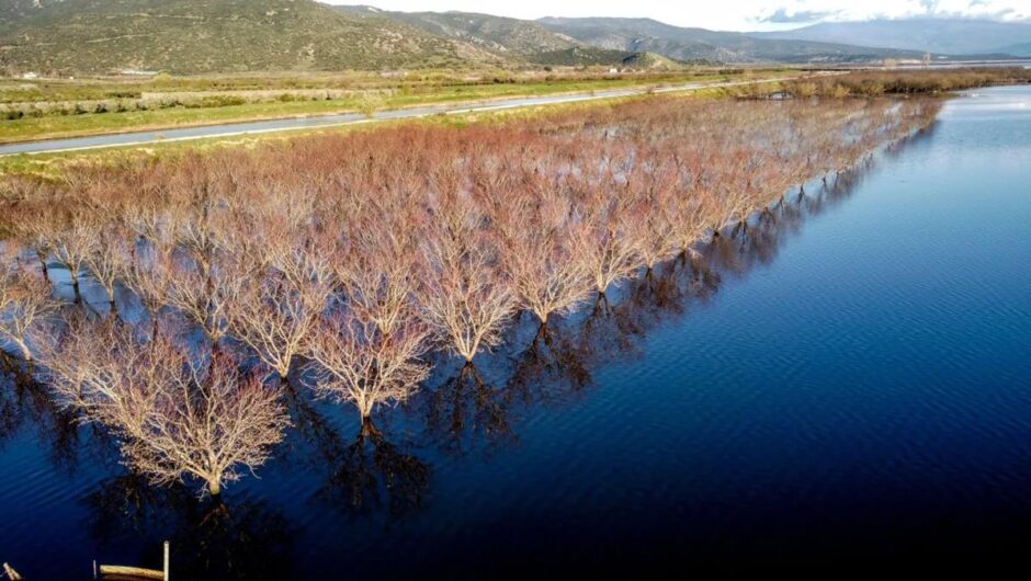 Λάρισα: Βυθισμένες περιουσίες και σμήνη κουνουπιών στην Κάρλα εν μέσω Μαρτίου – Νέοι αγρότες εγκατέλειψαν χωριό