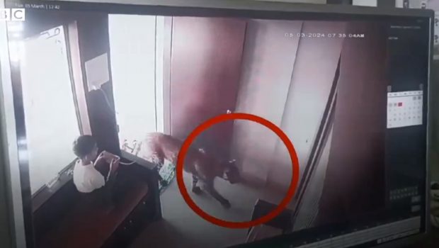 Viral: Η αντίδραση 12χρονου όταν λεοπάρδαλη εμφανίστηκε μπροστά του