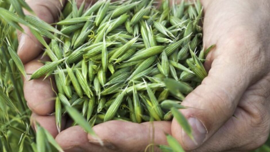 Λάρισα: Στροφή των αγροτών – Σε ποια καλλιέργεια κατευθύνονται