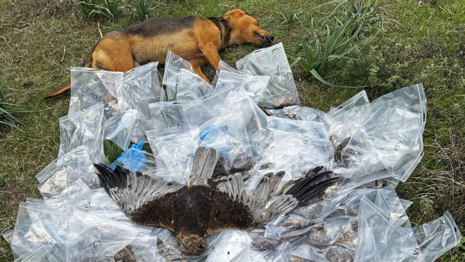 Αριθμός ρεκόρ από φόλες σε ορεινή περιοχή της Λάρισας – Πέθαναν σκύλοι και άγρια πτηνά