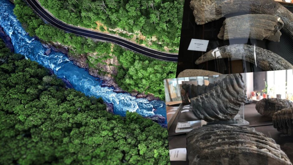 Οστά από ζώα της Αφρικής εντοπίστηκαν έξω από τη Λάρισα – Η τροπική εικόνα της περιοχής 100 χιλιάδες χρόνια πριν (φωτό)