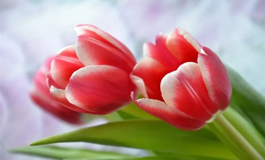 Μάρτης γδάρτης: Τι σημαίνει η παροιμία και γιατί ο μήνας έχει τόσες πολλές