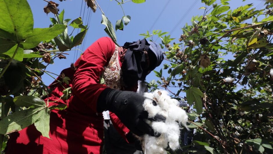 Ολλανδοί ειδικοί: Έρημος η Θεσσαλία αν δεν σταματήσει η παραγωγή βαμβακιού