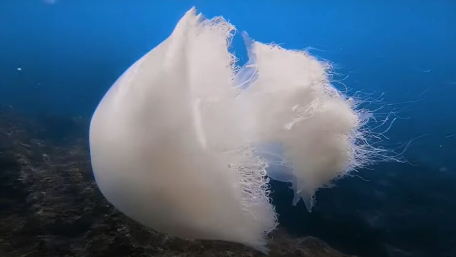 Ρόδος: Μέδουσες 1 μέτρου έφτασαν από την Ερυθρά Θάλασσα – Τι πρέπει να προσέξετε