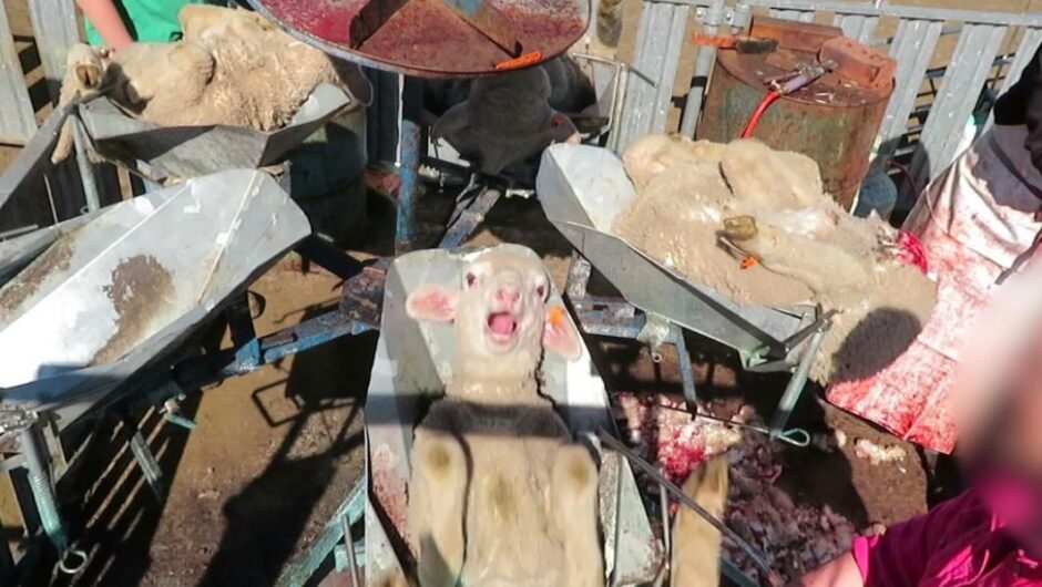 Ιστορίες χωρίς φωνή / Η κραυγή των αμνών