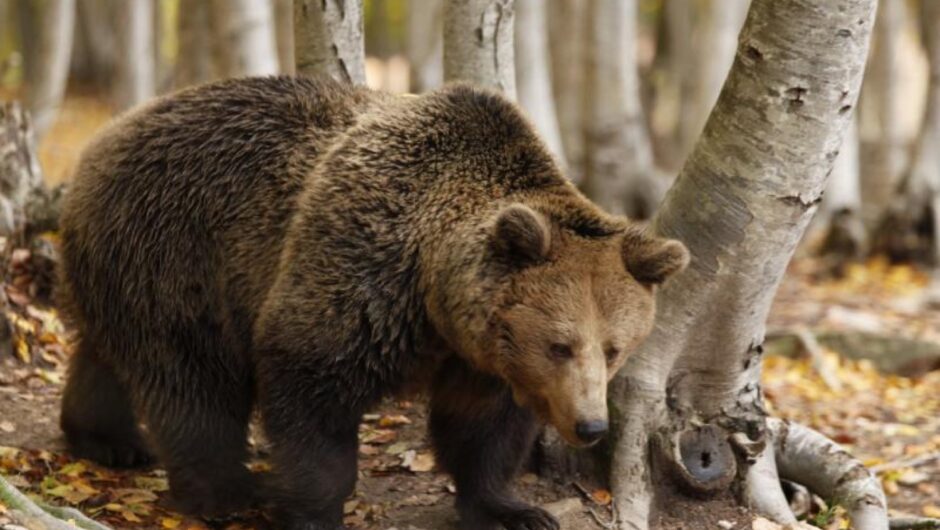Αρκούδα κυκλοφορεί στην περιοχή της Ελασσόνας και κάνει ζημιές (ΦΩΤΟ)