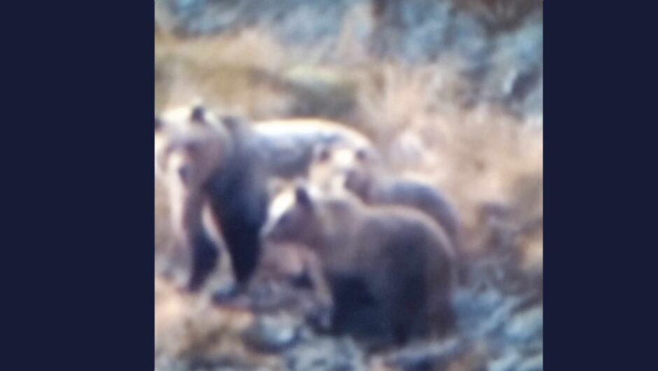 Δείτε βίντεο και φωτογραφίες: Αρκούδες στην περιοχή μεταξύ Μεταξοχωρίου και Ανατολής στον Κίσσαβο!