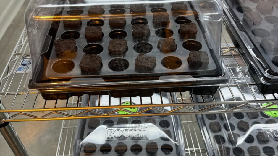 Στη Λάρισα το πρώτο υβριδικό θερμοκήπιο φαρμακευτικής κάνναβης στην Ευρώπη