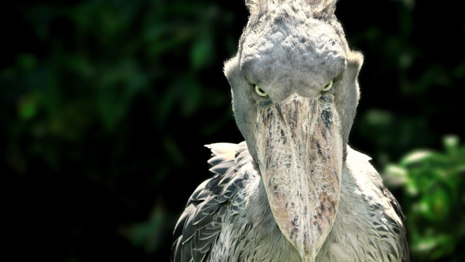 Shoebill: Το «χαζό» πτηνό που φτάνει το 1,5 μ., σκοτώνει τα αδέλφια του και τρώει κροκοδειλάκια