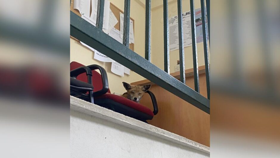 Δημοτικό κτίριο Βύρωνα / Τρύπωσε αλεπού – Σώθηκε από την ΑΝΙΜΑ