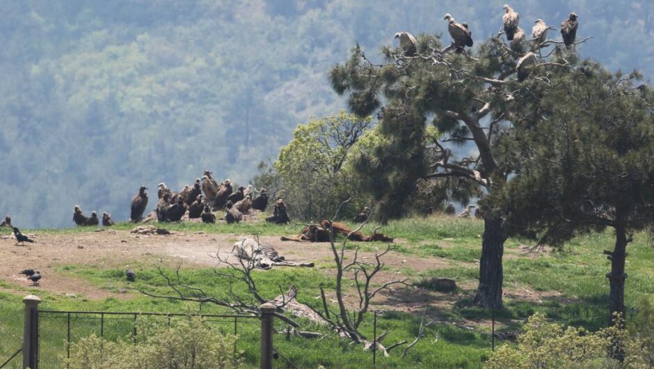 Έβρος / Νεκρά 47 ζώα από δηλητηριασμένα δολώματα – «Νέο περιβαλλοντικό έγκλημα»