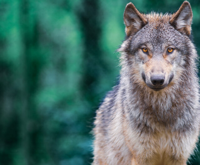 ΤΙ ΙΣΧΥΕΙ ΤΕΛΙΚΑ ΜΕ ΤΟΥΣ ΜΕΤΑΛΛΑΓΜΕΝΟΥΣ ΛΥΚΟΥΣ ΤΟΥ ΤΣΕΡΝΟΜΠΙΛ