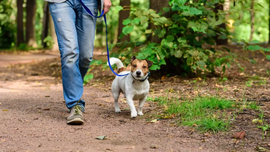 Δάγκωμα φιδιού στα ζώα συντροφιάς: Όλα όσα πρέπει να γνωρίζετε