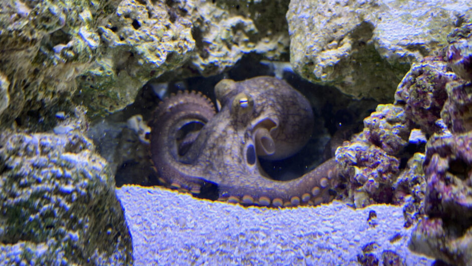 Οικογένεια πήρε για κατοικίδιο ένα χταπόδι, αλλά κατέληξε με άλλα… 50