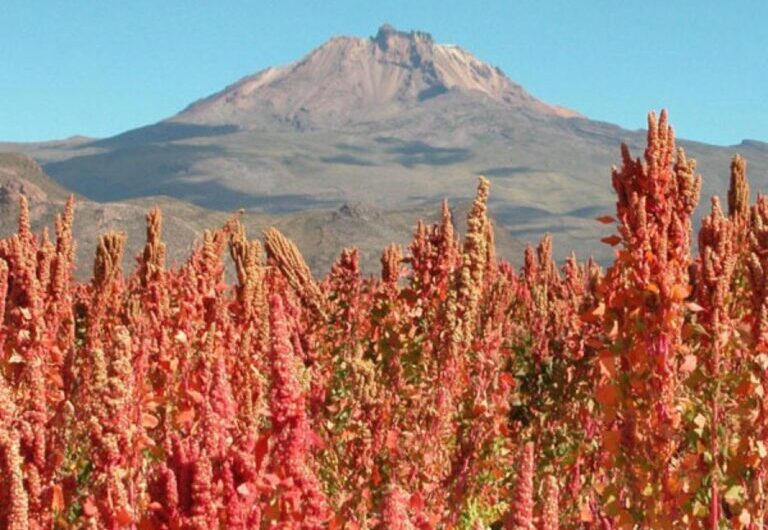 Ο θησαυρός των Ινκας σε χωράφια της Θεσσαλίας