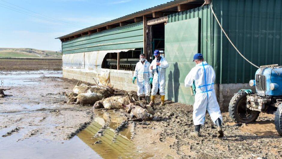 Οι αποκαλύψεις παραγωγών που καταστράφηκαν από τον Daniel – Λαρισαίος κτηνοτρόφος: Ζημιά 1 εκατομμύριο, έλαβε αποζημίωση 4.000 ευρώ