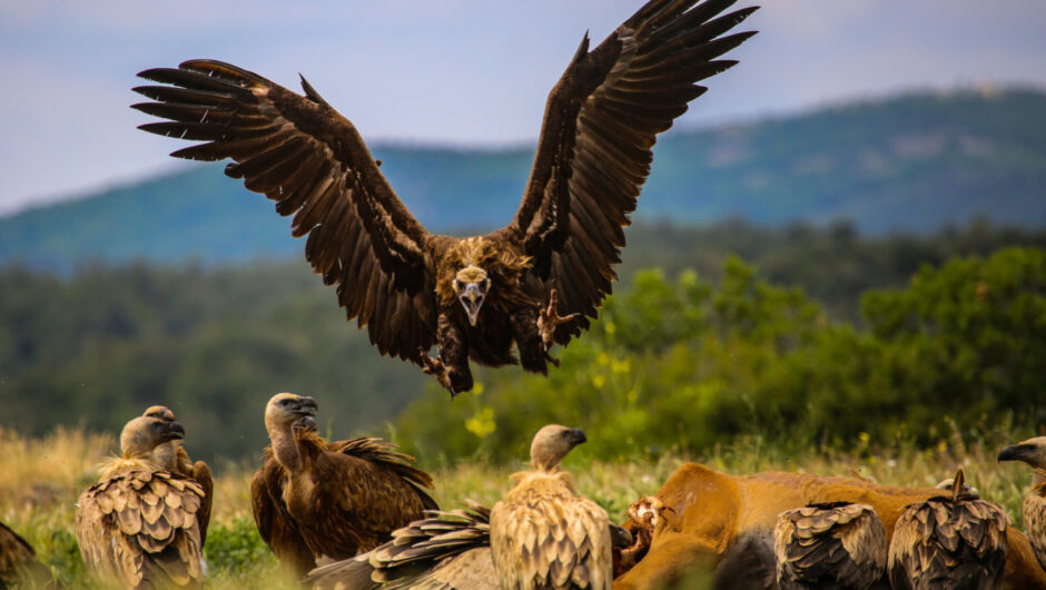 Ευρωπαϊκή Ημέρα Natura 2000: 10 καρέ με υπέροχα πτηνά της Ελλάδας