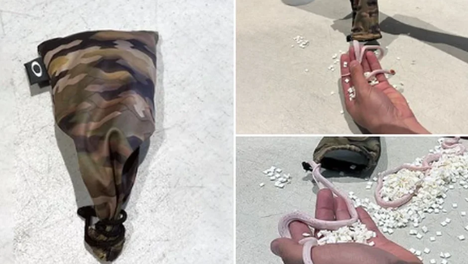 Επιβάτης αεροπλάνου είχε φίδια κρυμμένα μέσα στο παντελόνι του