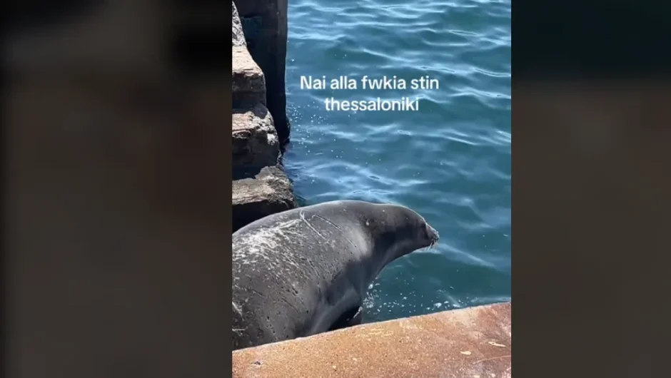 Viral φώκια που απολαμβάνει τη λιακάδα στα σκαλάκια προβλήτας στον Θερμαϊκό [ΒΙΝΤΕΟ]