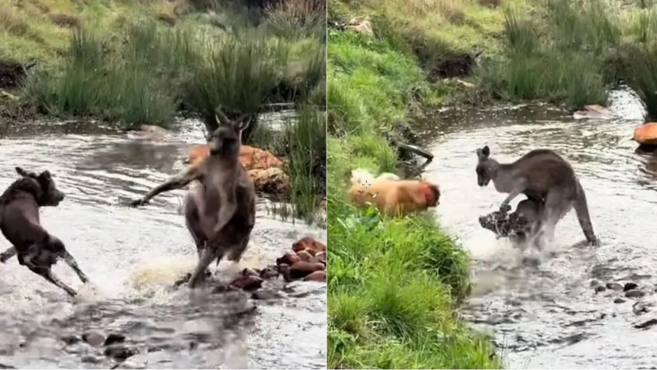 Αυστραλία: Δείτε την επική μάχη ενός καγκουρό με μια αγέλη σκύλων [βίντεο]
