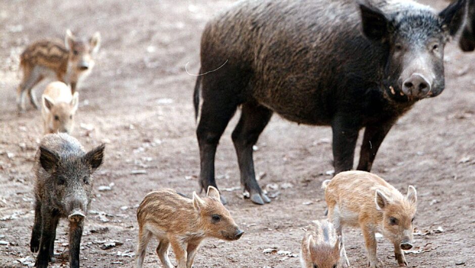 Λάρισα: Άγιο είχε γυναίκα οδηγός που συγκρούστηκε με αγριογούρουνα στο δρόμο Δαμάσι – Κουτσόχερο