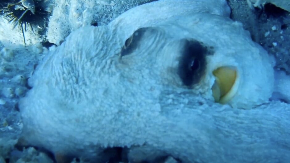 Λάρισα: Τι κρύβεται στον βυθό του Αγιοκάμπου (βίντεο)