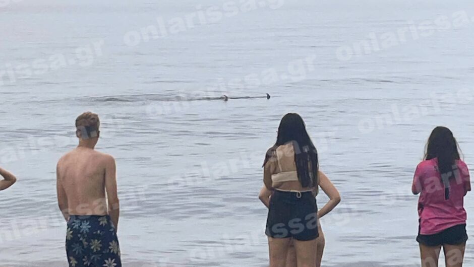 Καρχαριοειδές κάνει βολτες στον Αγιόκαμπο..