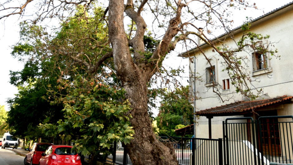 Η επισήμανση ενός πολίτη για ένα πλάτανο σάπιο, οδήγησε σε μια… απίστευτη διαπίστωση στην Αγιά της Λάρισας! (φωτό)