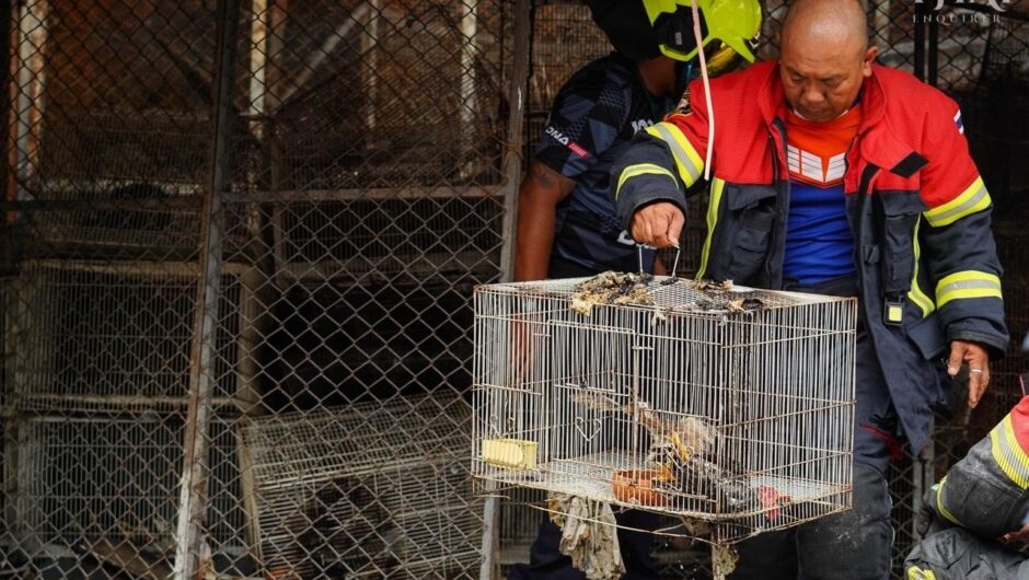 Φωτιά σε διάσημη αγορά στην Μπανγκόκ της Ταϊλάνδης κατέκαψε πάνω από 1.000 ζώα – Σοκαριστικές εικόνες