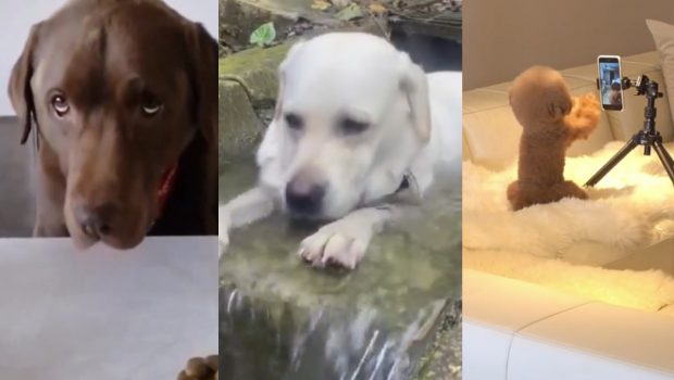 Viral: Τα σκυλιά που «ρίχνουν» το Διαδίκτυο – Ο παραπονιάρης, ο ευρηματικός και ο… wanna be famous