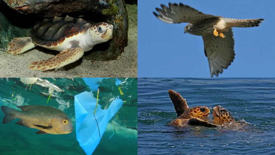 2024: Ο νέος Κόκκινος Κατάλογος των απειλούμενων ειδών της Ελλάδας