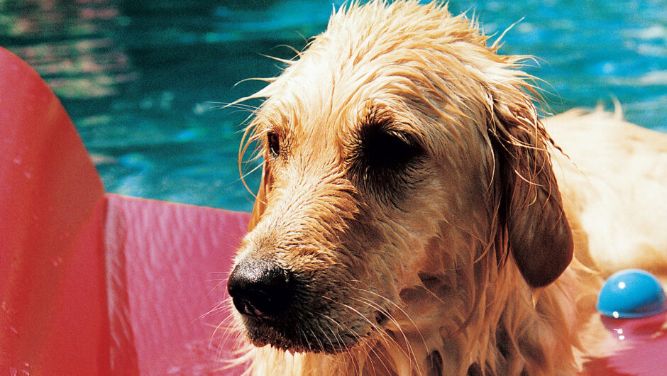 Πώς προστατεύουμε τα ζώα στον καύσωνα