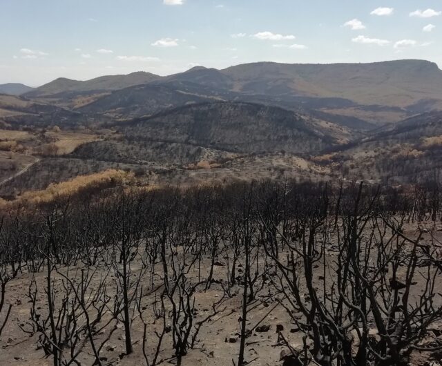 Η ΛΑΝΘΑΣΜΕΝΗ ΔΙΑΧΕΙΡΙΣΗ ΤΗΣ ΦΩΤΙΑΣ ΣΤΟΝ ΕΒΡΟ ΚΑΙ ΤΟ ΜΕΛΛΟΝ ΤΟΥ ΔΑΣΟΥΣ ΤΗΣ ΔΑΔΙΑΣ
