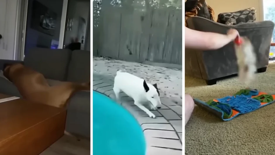 Όταν έχεις κατοικίδια, όλα πρέπει να τα περιμένεις