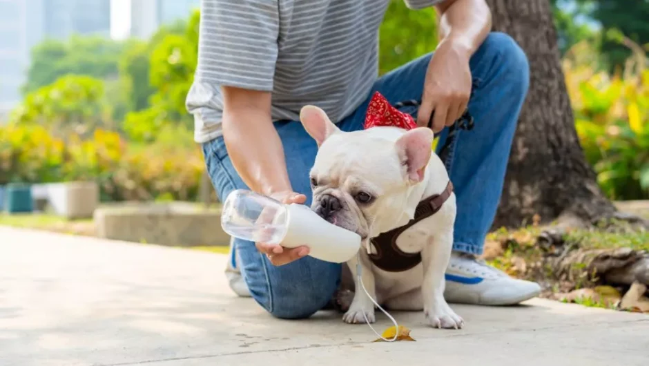 Πώς να προστατέψετε τον σκύλο σας από τη θερμοπληξία το καλοκαίρι
