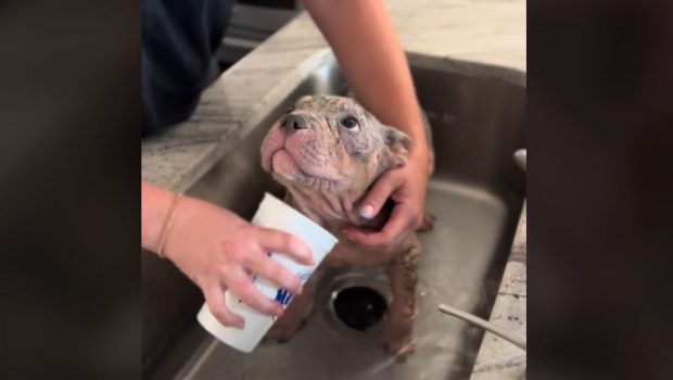 Viral: «Κουταβίνα» με ψωρίαση κάνει το πρώτο της μπάνιο στο νέο της σπίτι και «λιώνει καρδιές»