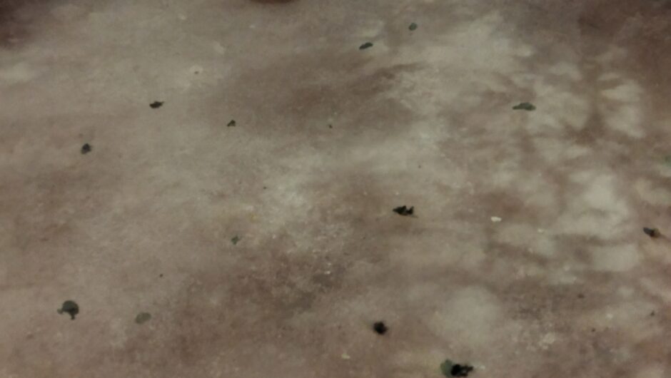 Ανάστατοι κάτοικοι και γονείς σε μεγάλο πάρκο της Λάρισας – Γέμισε κατσαρίδες! (φωτό – βίντεο)