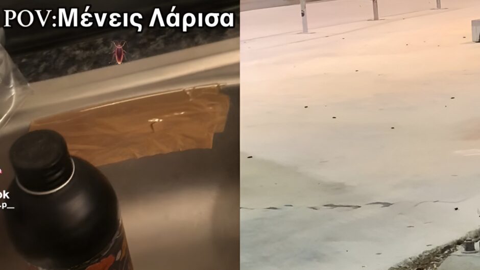 Ιπτάμενες κατσαρίδες παντού στη Λάρισα: «Σφραγίζουν» νεροχύτες και σιφόνια οι πολίτες – Το φοβερό «ντου» σε πολυσύχναστο πάρκο (βίντεο)