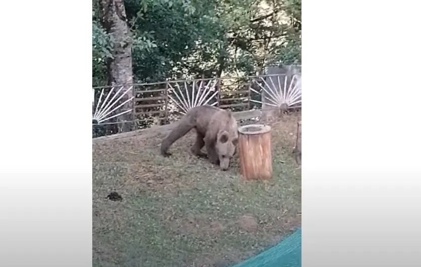 Χαλαρή… αρκούδα έκανε βόλτα σε αυλή σπιτιού (βίντεο)